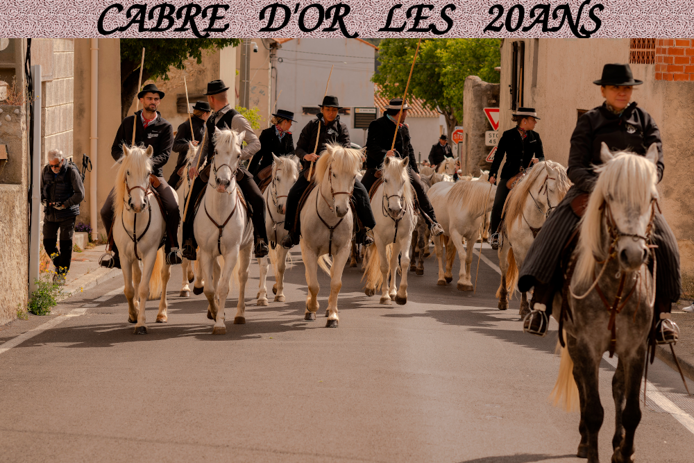 cabre d or 20 ans m