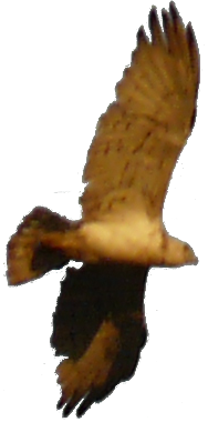 bonelli