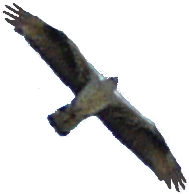 bonelli4