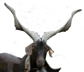 bouc